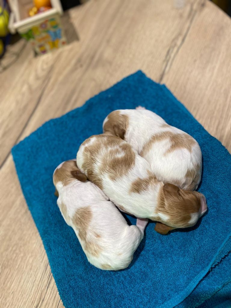 chiot Epagneul Breton Des Landes De Claoury