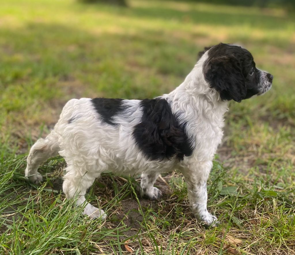 Aloa Des Landes De Claoury