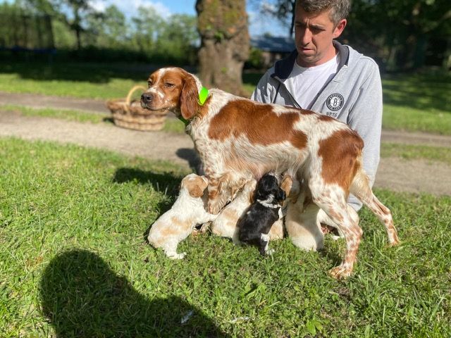 Chiots disponibles 