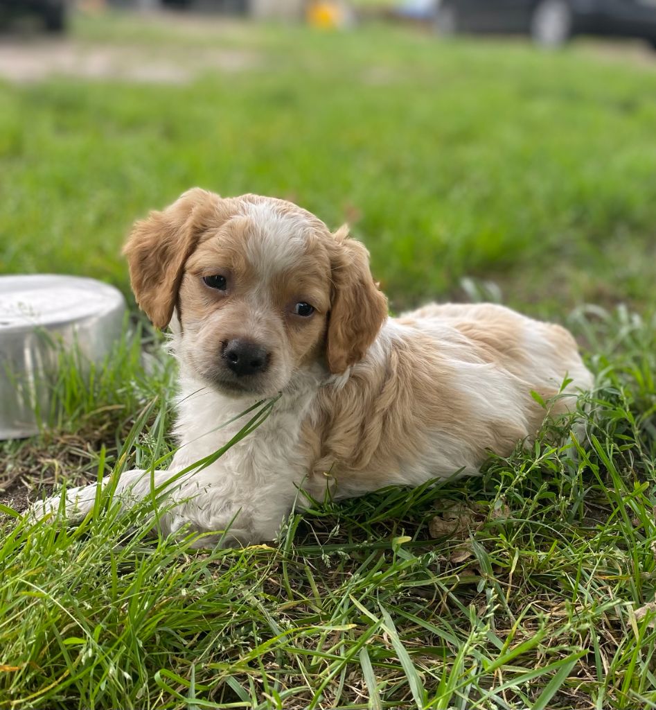 Des Landes De Claoury - Chiots disponibles - Epagneul Breton
