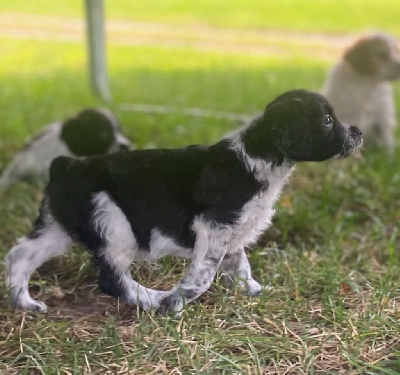 CHIOT 6