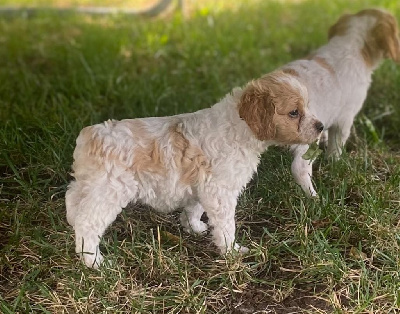 CHIOT 9