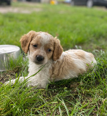 CHIOT 1