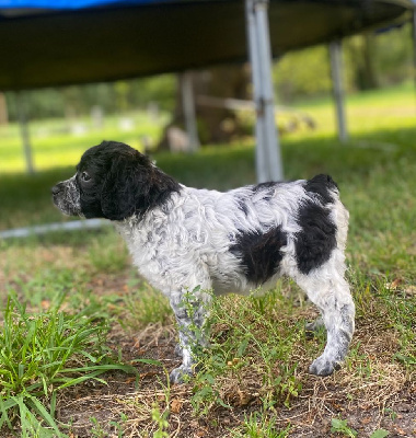 CHIOT 8