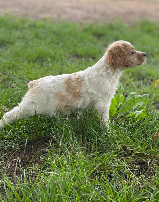 CHIOT 3