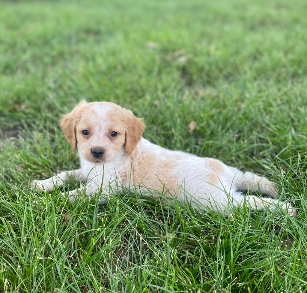 Des Landes De Claoury - Chiots disponibles - Epagneul Breton