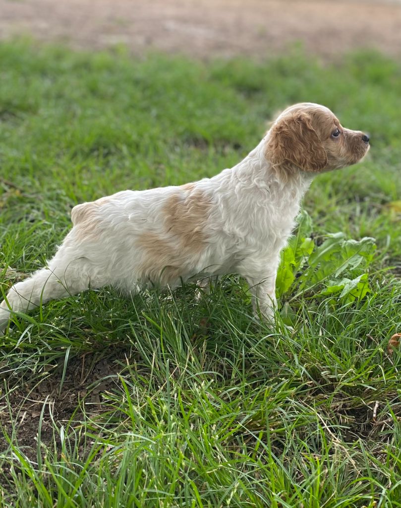 Des Landes De Claoury - Chiots disponibles - Epagneul Breton