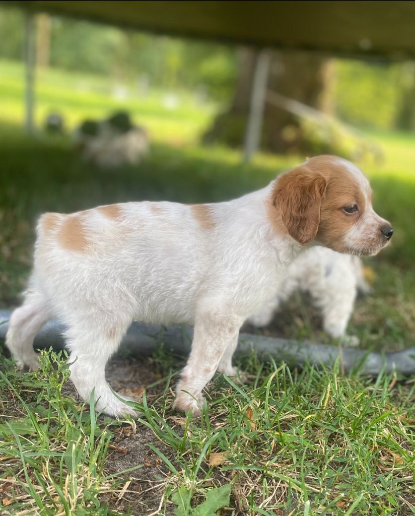 Des Landes De Claoury - Chiots disponibles - Epagneul Breton