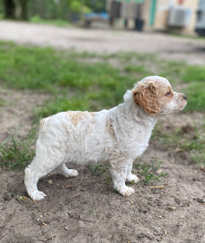 Des Landes De Claoury - Chiots disponibles - Epagneul Breton